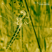 Cubozoa / Grown Odonata