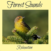 Forest Sounds Relaxation