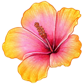 Nils: HIBISCUS