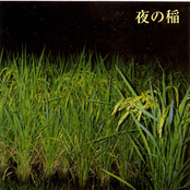 夜の稲　[Rice Field Silently Riping In The Night]