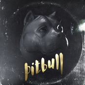 Pitbull
