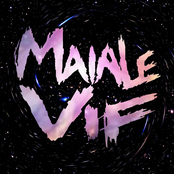 maiale vif