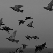 New Day Dawning (2003)