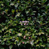 Garden (Single)
