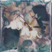 Ipomoea