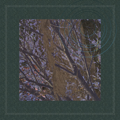 A Garden Full Of Trees