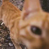 capim-limão / conosquinho