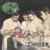 Oxyphotobacteria Cyanobacterium / Infester
