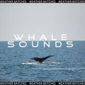 Whale Sounds - Single