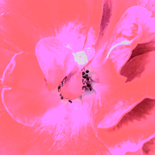 Every Yellow Fades to Blue