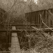 snakes in the wood pile