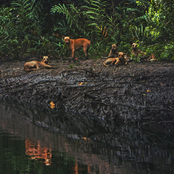 Eidolon in Andaman Bay