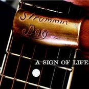 Strummin Dog