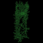 Kaoru Nagisa / Swan of Tuonela [split]