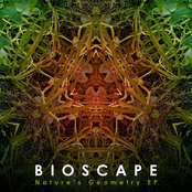 Dub Forest by Bioscape