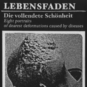 Die Vollendete Schönheit