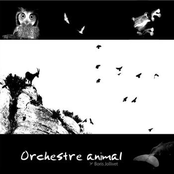 Orchestre Animal