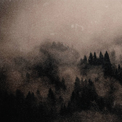 That Comes From The Tree And The Mist