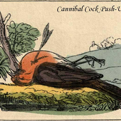 Cannibal Cock Push-up