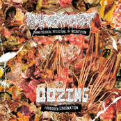 Thanatological Reflections On Necroticism