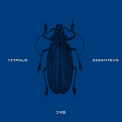 Titanus giganteus