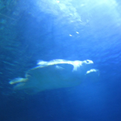 Blue Turtle