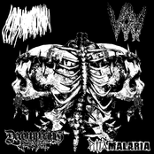 Lycoperdon Picholas Perlatum / VOM / Decomposing King / Puta Malaria