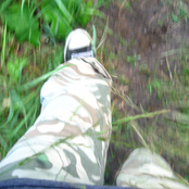 Dissonance: i can still see you