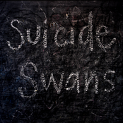 Suicide Swans