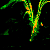 molten crusher/galaxy eraser