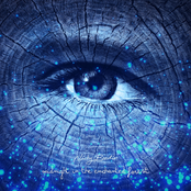 Midnight in the Enchanted Forest