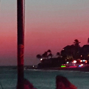 druif nights lp ッ