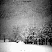 A Forest Of Crimson Ashes