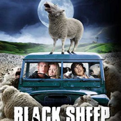 Black Sheep