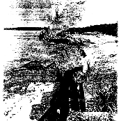 D.F.H. / Moss Harvest