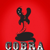 cobra collective