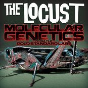 Skin Graft At Seventy-five Miles Per Hour by The Locust