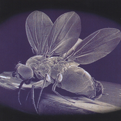 A Murder of Crows: Genesis