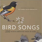 Birdsongs