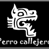 perro callejero