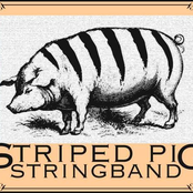 striped pig stringband