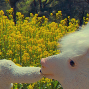 유채 rape flower