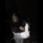 songs for Bailey Hayden