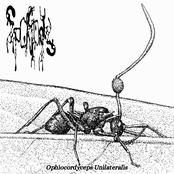 Ophiocordyceps Unilatelaris
