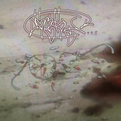 You Are Going to Learn What DOGTOY Really Means