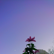 Ultramoment February Bridge