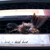 a bird, a dead bird