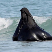 أكثر / مور - Single