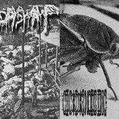 Bodyswamp & Cicada Molting