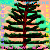 Why Pine Trees Bend
